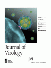 Quantitation of Productively Infected Monocytes and Macrophages of Simian Immunodeficiency Virus